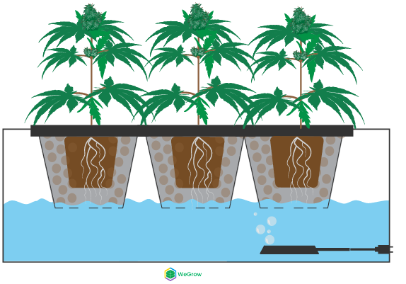 cultivo hidropónico marihuana cannabis en aguas profundas