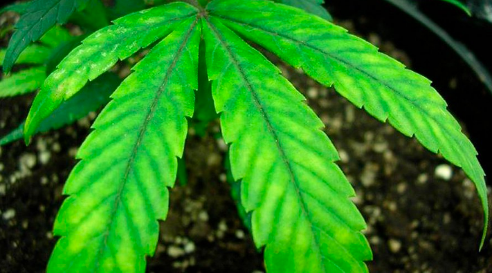 Cannabis Leaf Problem Chart